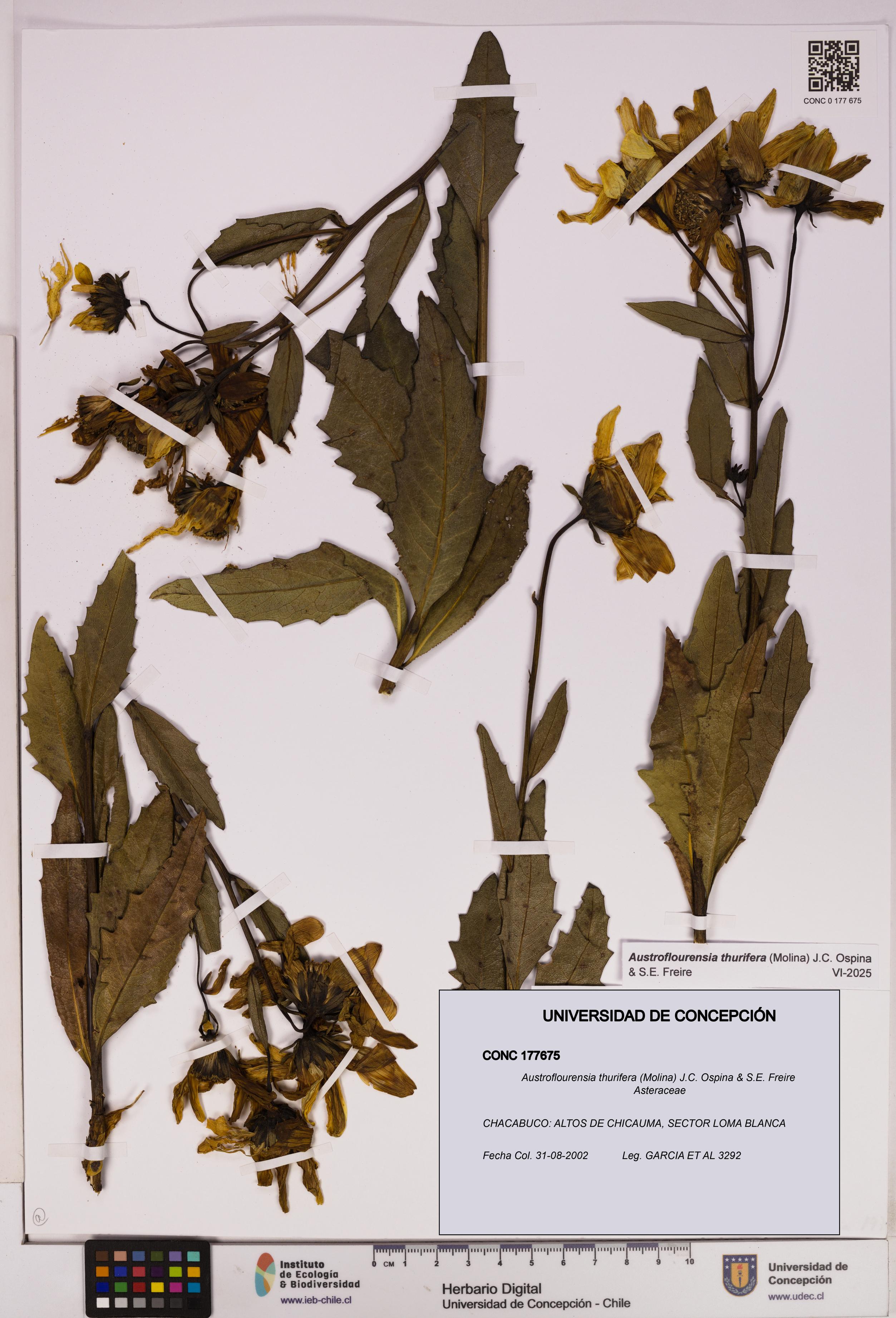 Austroflourensia thurifera [Espécimen: UDEC:CONC:0177675]
