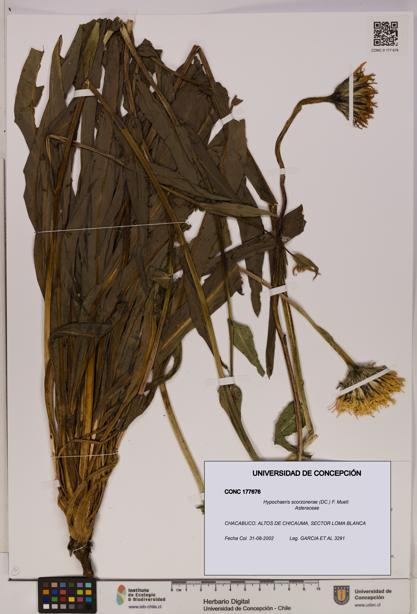 Hypochaeris scorzonerae [Espécimen: UDEC:CONC:0177676]