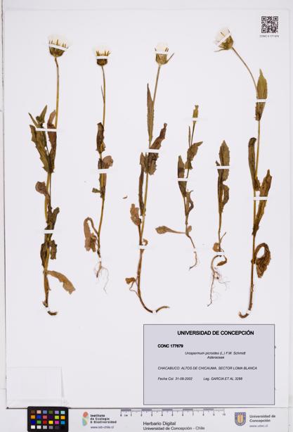 Urospermum picroides [Espécimen: ]