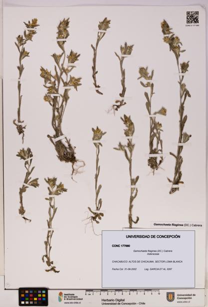 Gamochaeta filaginea [Espécimen: UDEC:CONC:0177680]