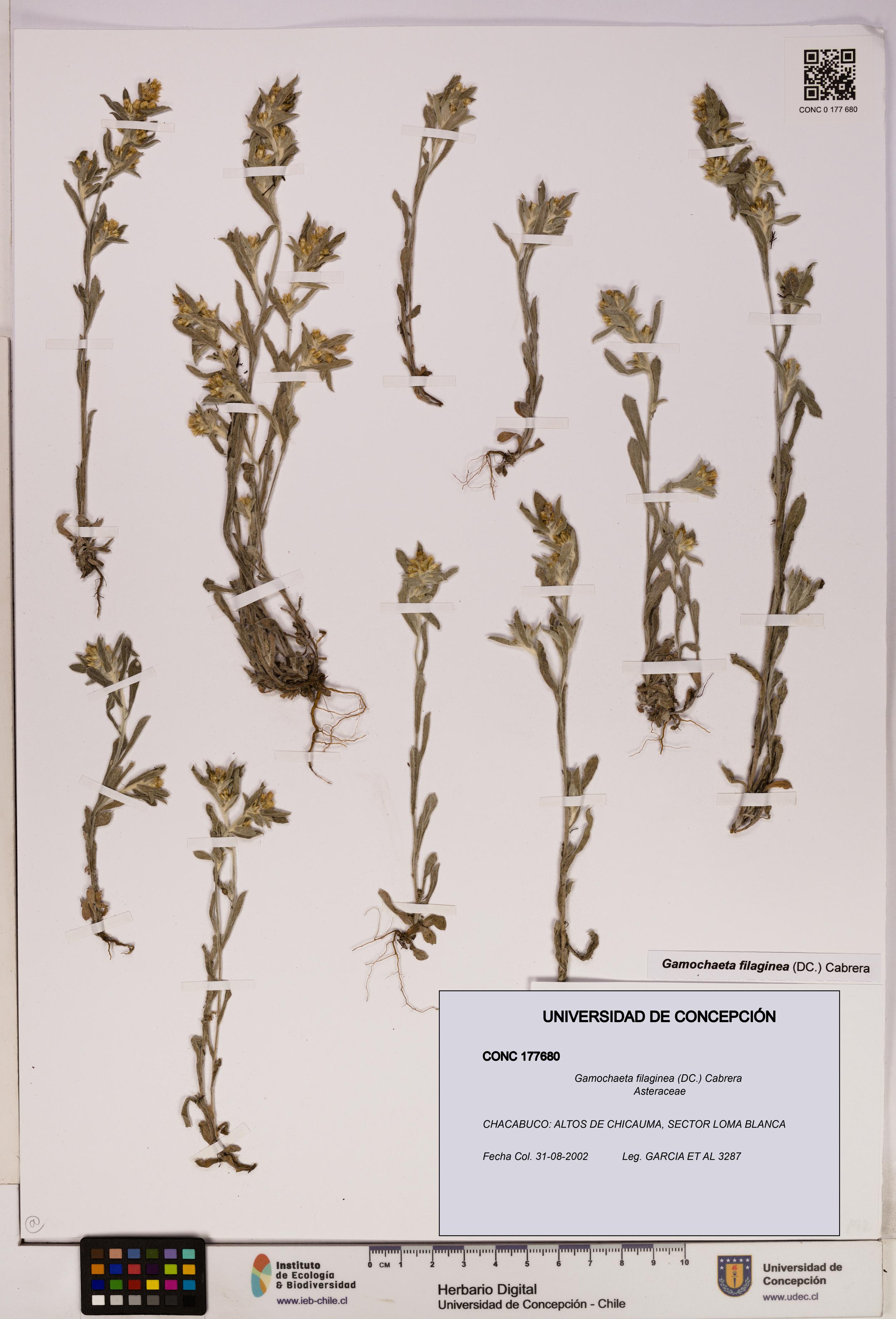 Gamochaeta filaginea [Espécimen: UDEC:CONC:0177680]