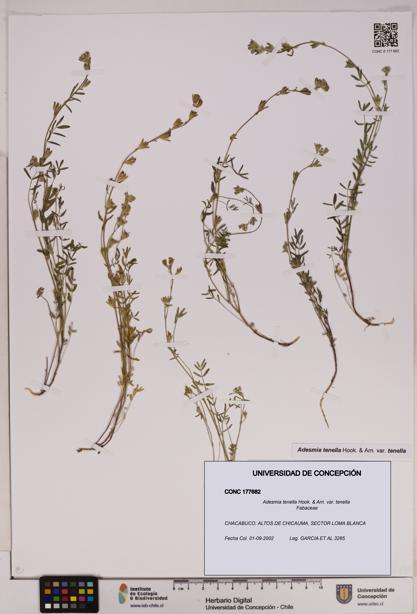 Adesmia tenella var. tenella [Espécimen: UDEC:CONC:0177682]