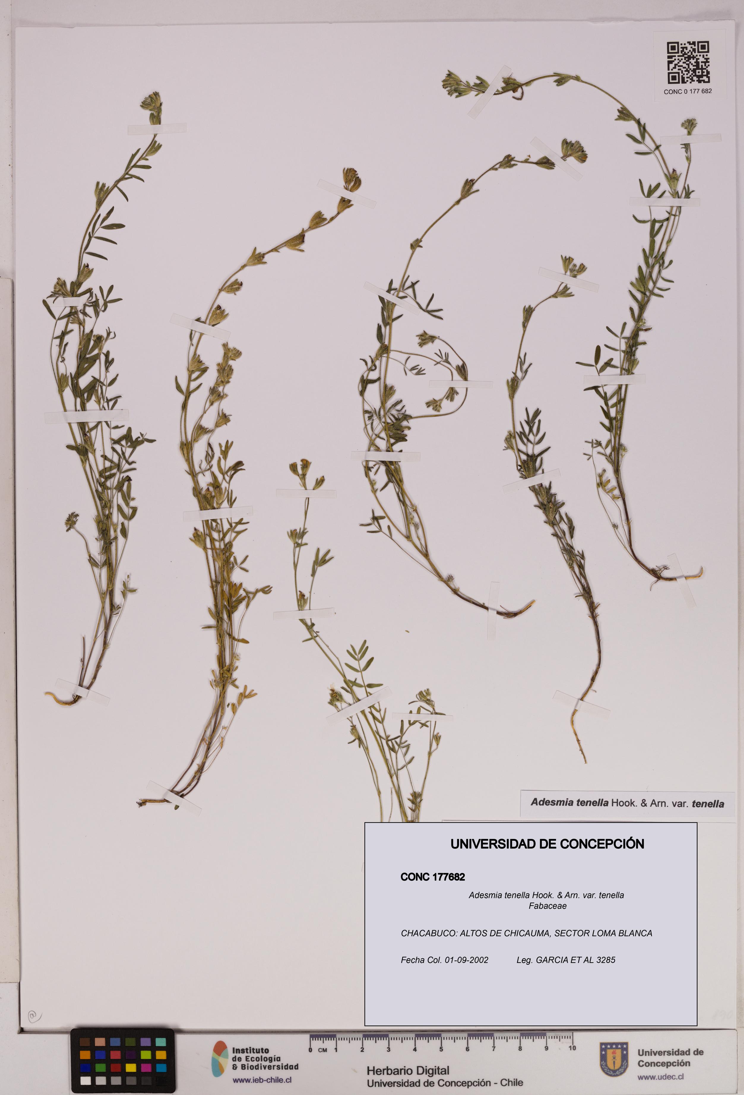 Adesmia tenella var. tenella [Espécimen: UDEC:CONC:0177682]