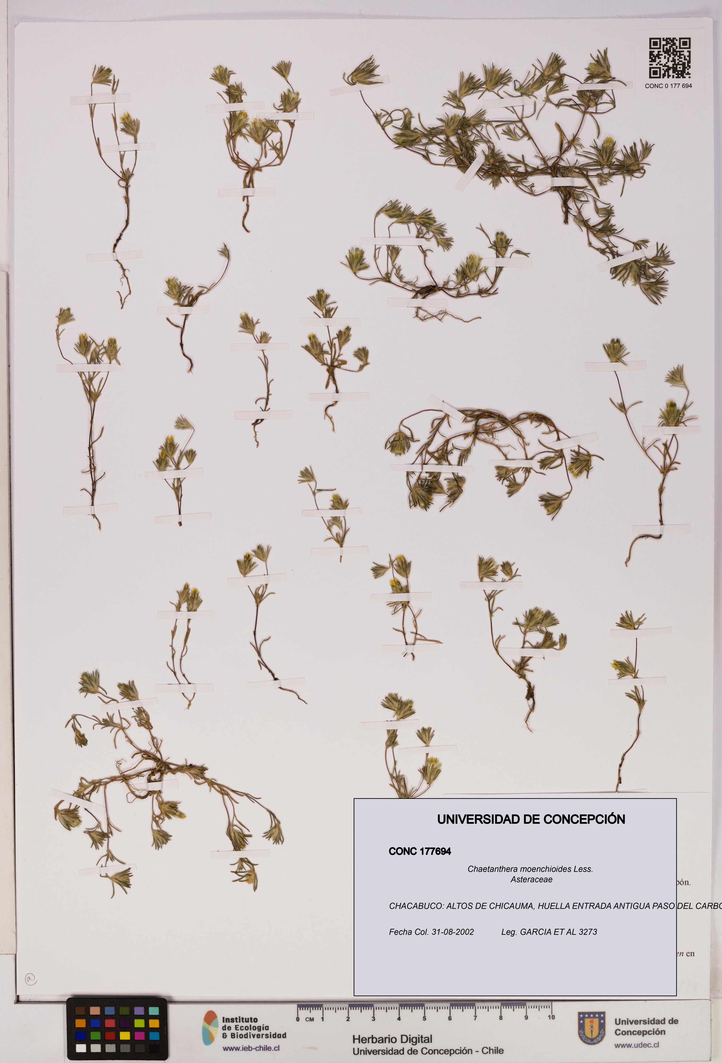 Chaetanthera moenchioides [Espécimen: UDEC:CONC:0177694]