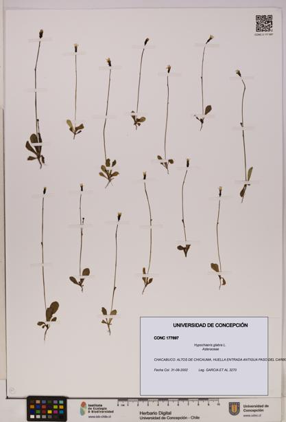 Hypochaeris glabra [Espécimen: UDEC:CONC:0177697]