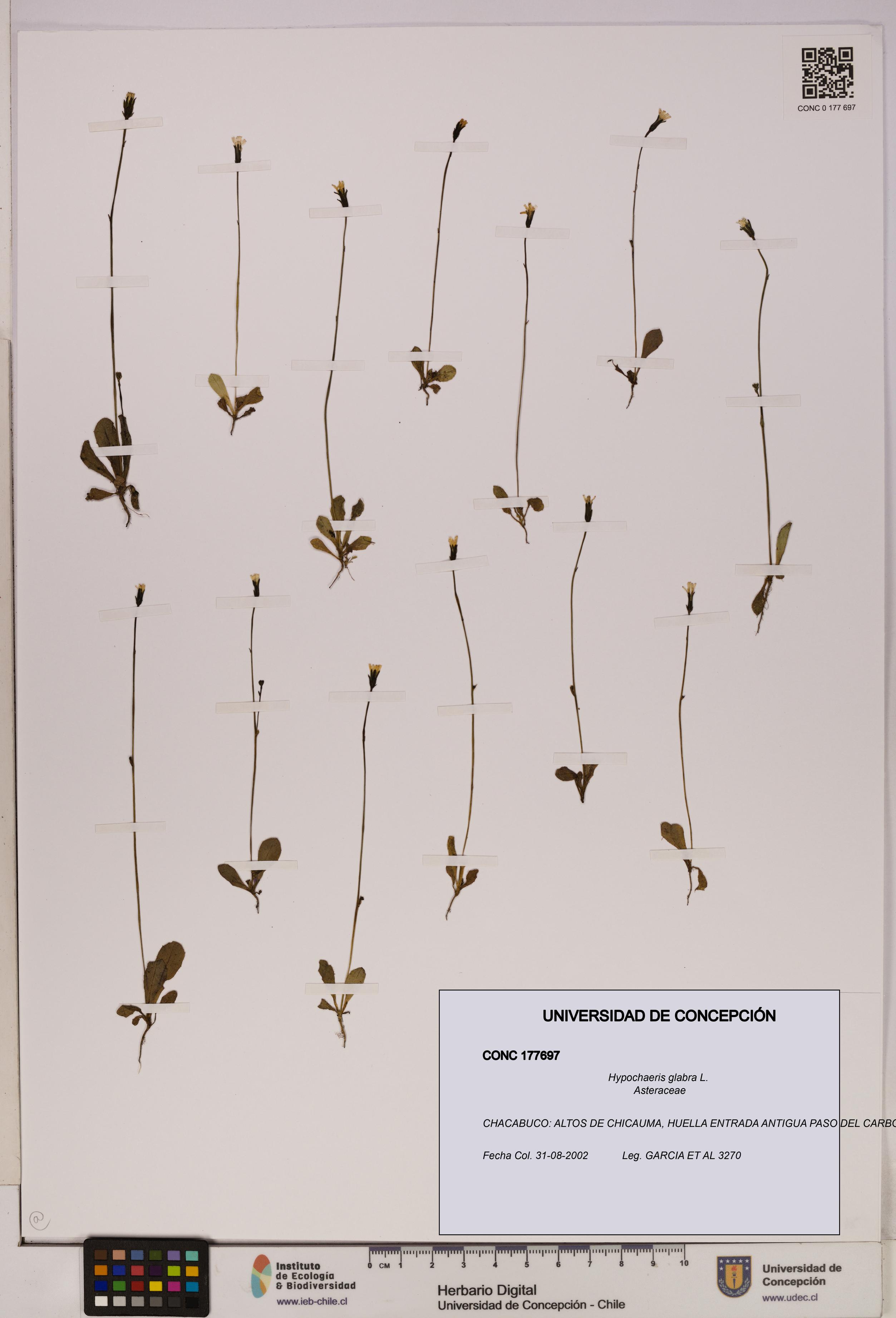 Hypochaeris glabra [Espécimen: UDEC:CONC:0177697]
