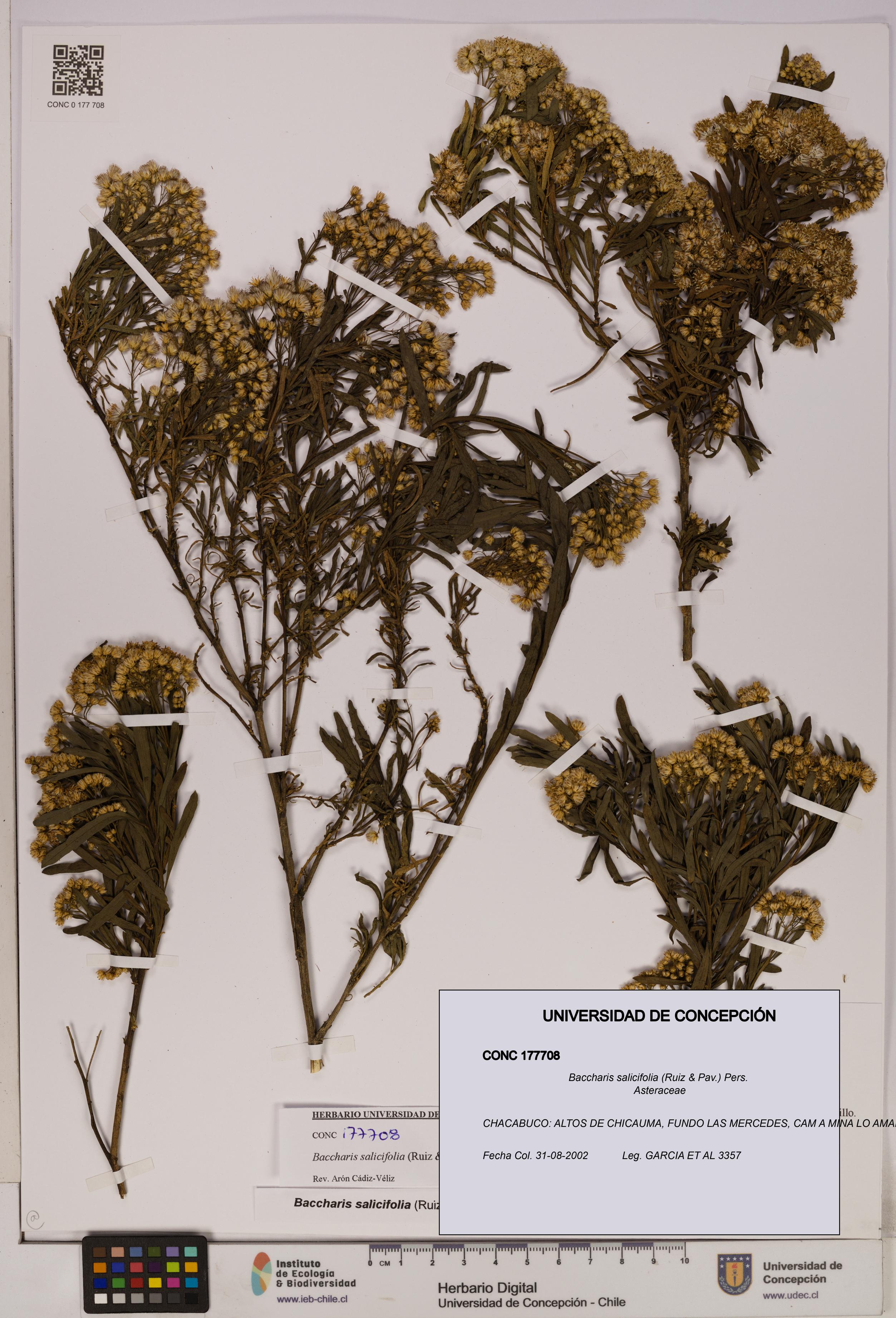 Baccharis salicifolia [Espécimen: UDEC:CONC:0177708]