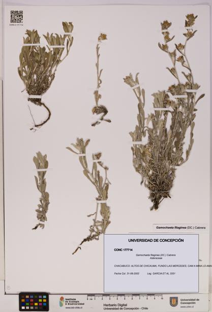 Gamochaeta filaginea [Espécimen: UDEC:CONC:0177714]