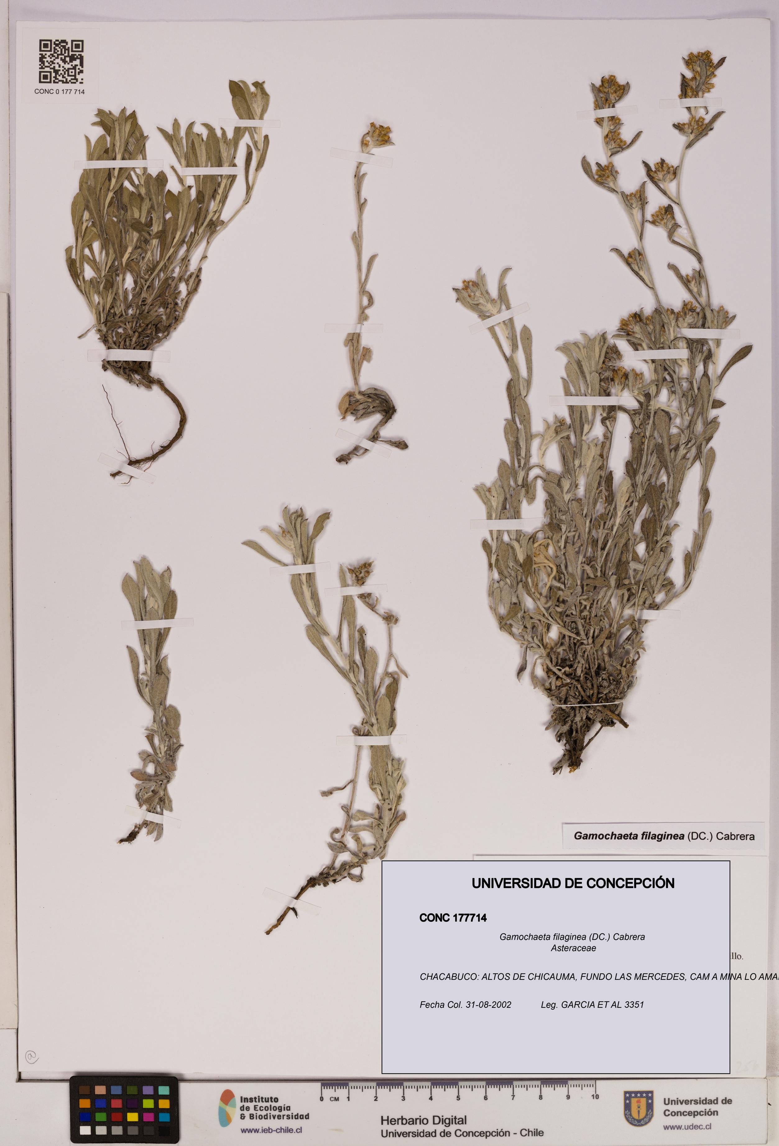 Gamochaeta filaginea [Espécimen: UDEC:CONC:0177714]