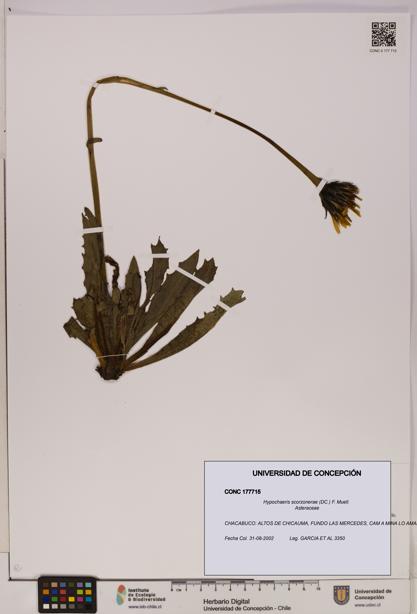Hypochaeris scorzonerae [Espécimen: UDEC:CONC:0177715]