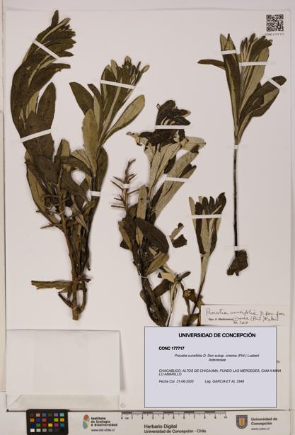 Proustia cuneifolia [Espécimen: UDEC:CONC:0177717]