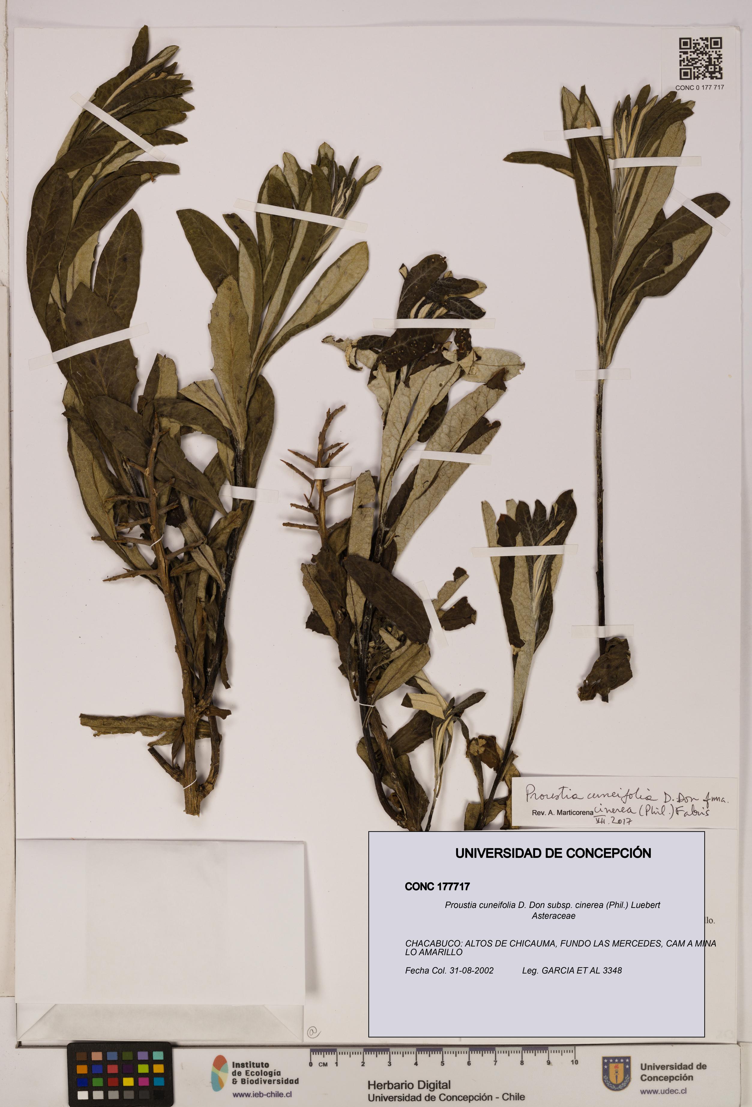 Proustia cuneifolia [Espécimen: UDEC:CONC:0177717]
