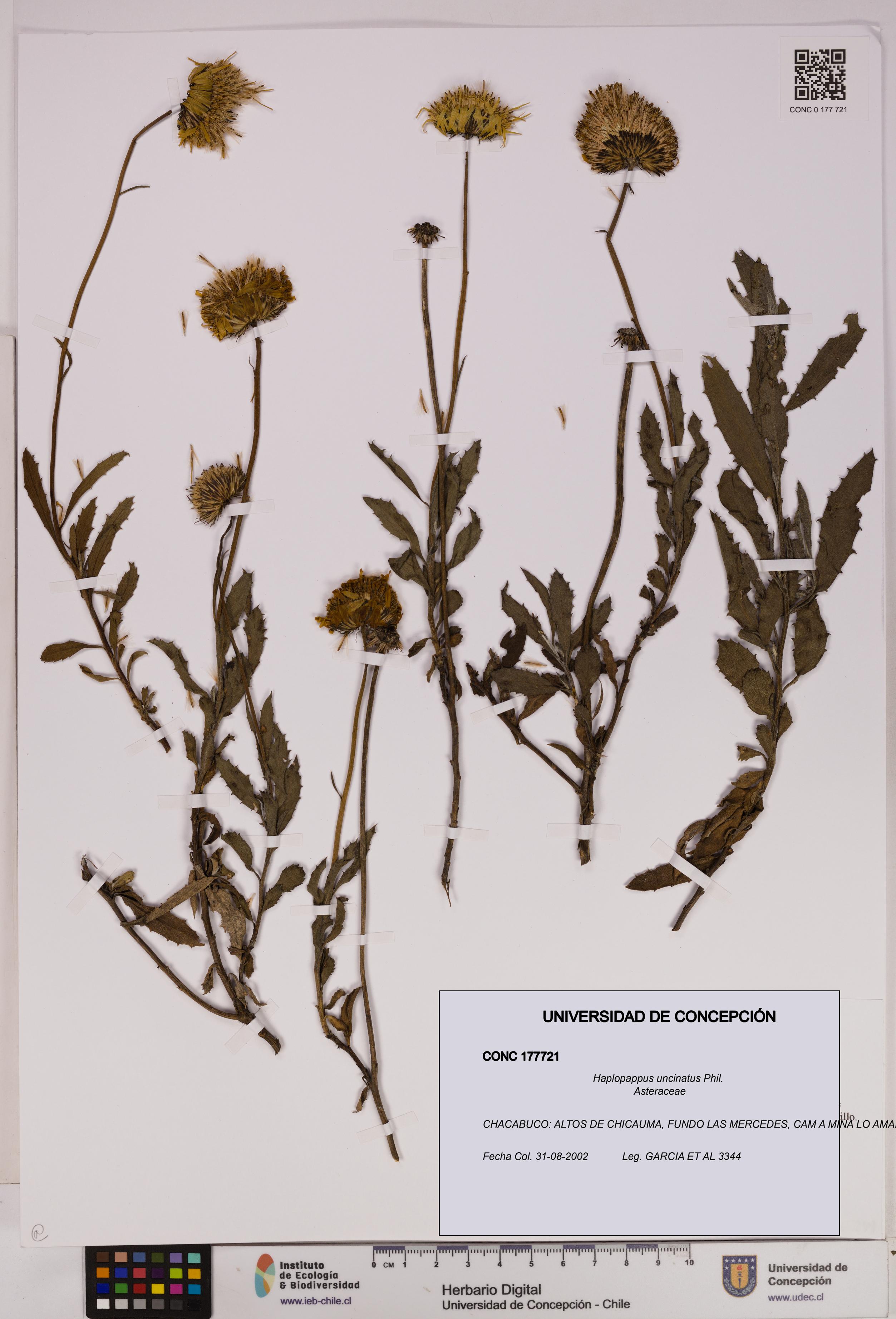 Haplopappus uncinatus [Espécimen: UDEC:CONC:0177721]