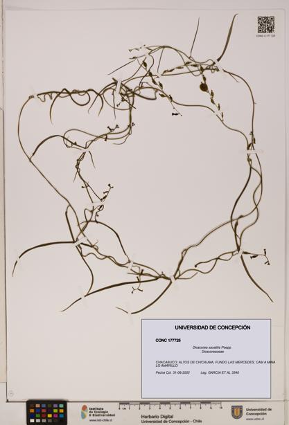 Dioscorea saxatilis [Espécimen: ]