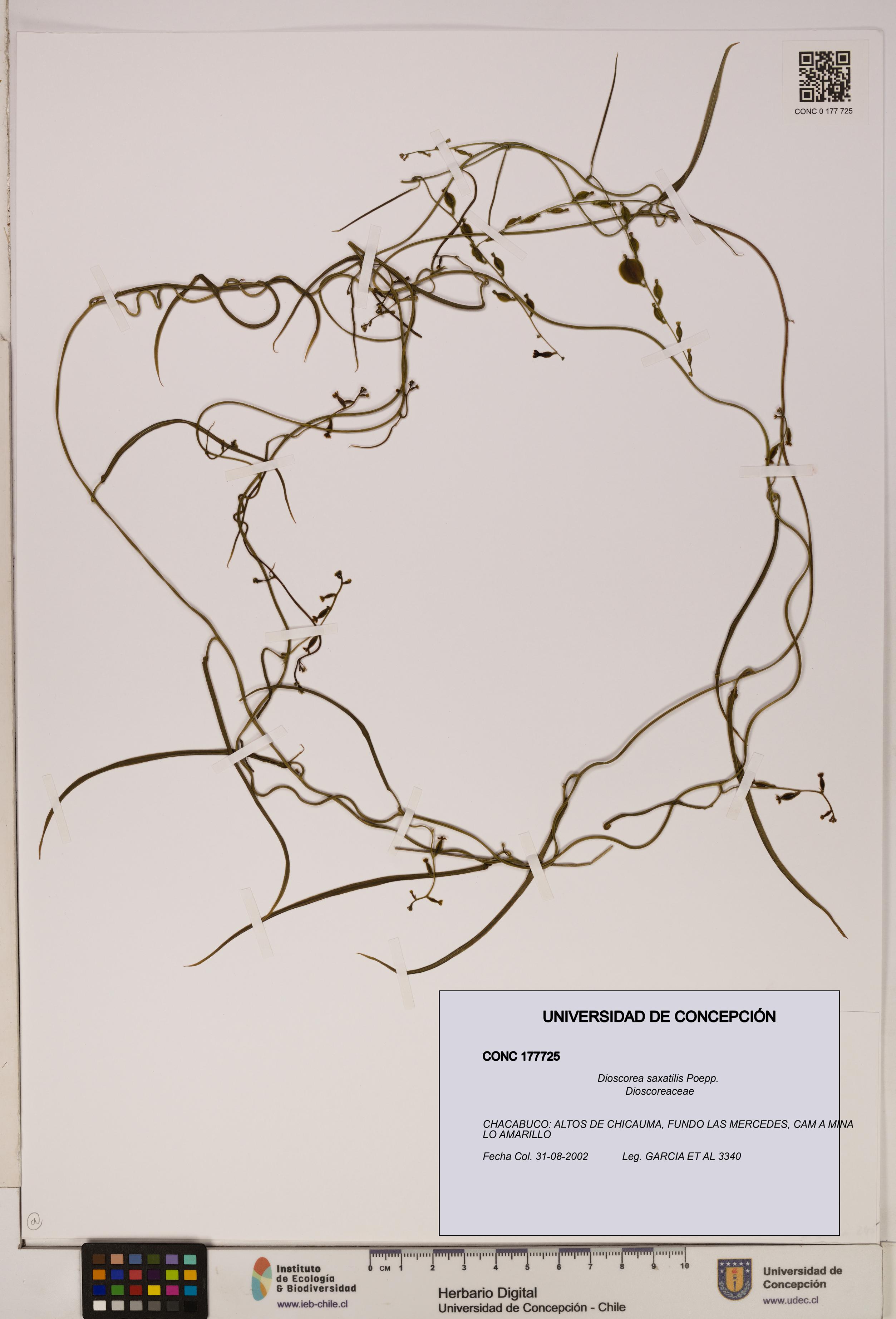 Dioscorea saxatilis [Espécimen: ]