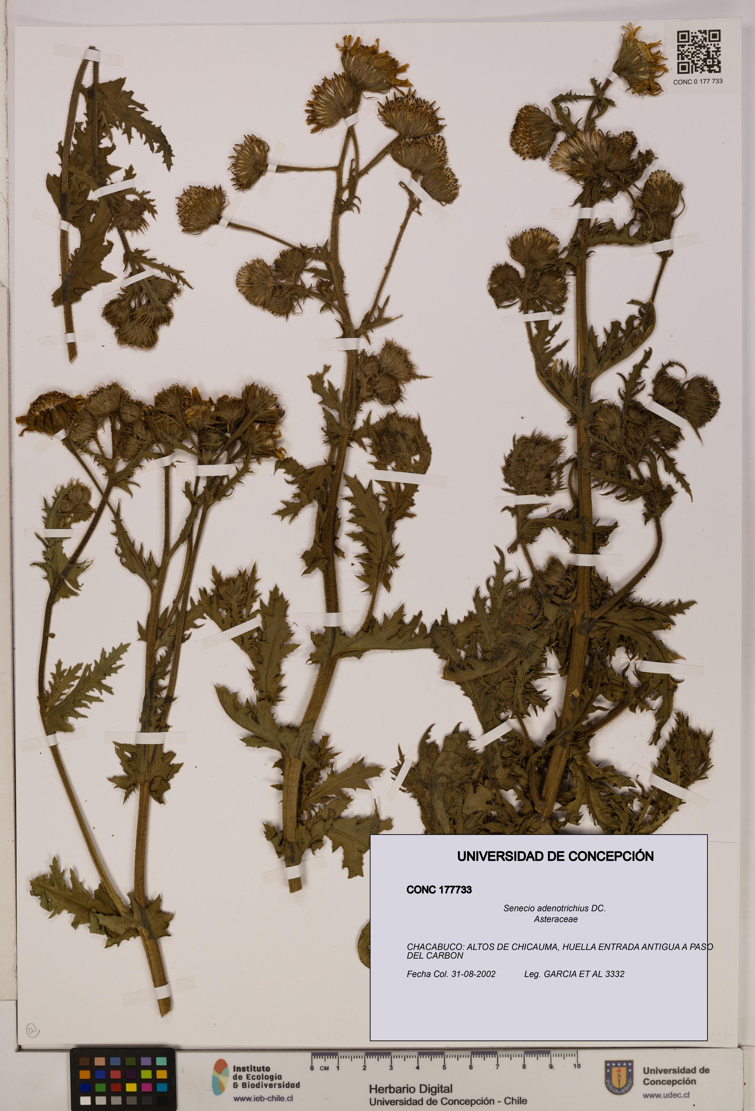 Senecio adenotrichius [Espécimen: UDEC:CONC:0177733]