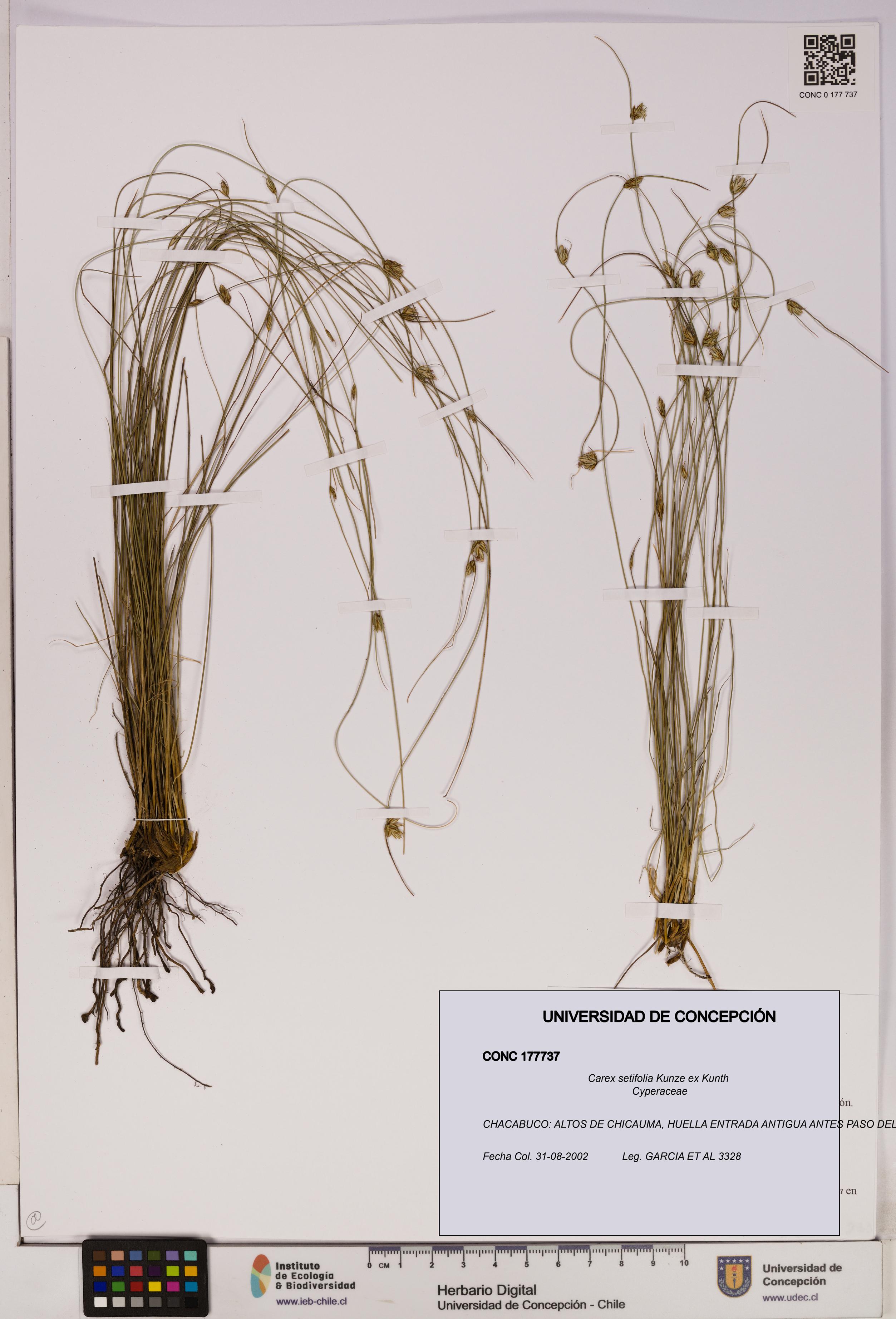 Carex setifolia [Espécimen: UDEC:CONC:0177737]