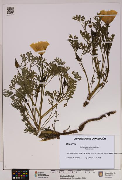 Eschscholzia californica [Espécimen: UDEC:CONC:0177740]