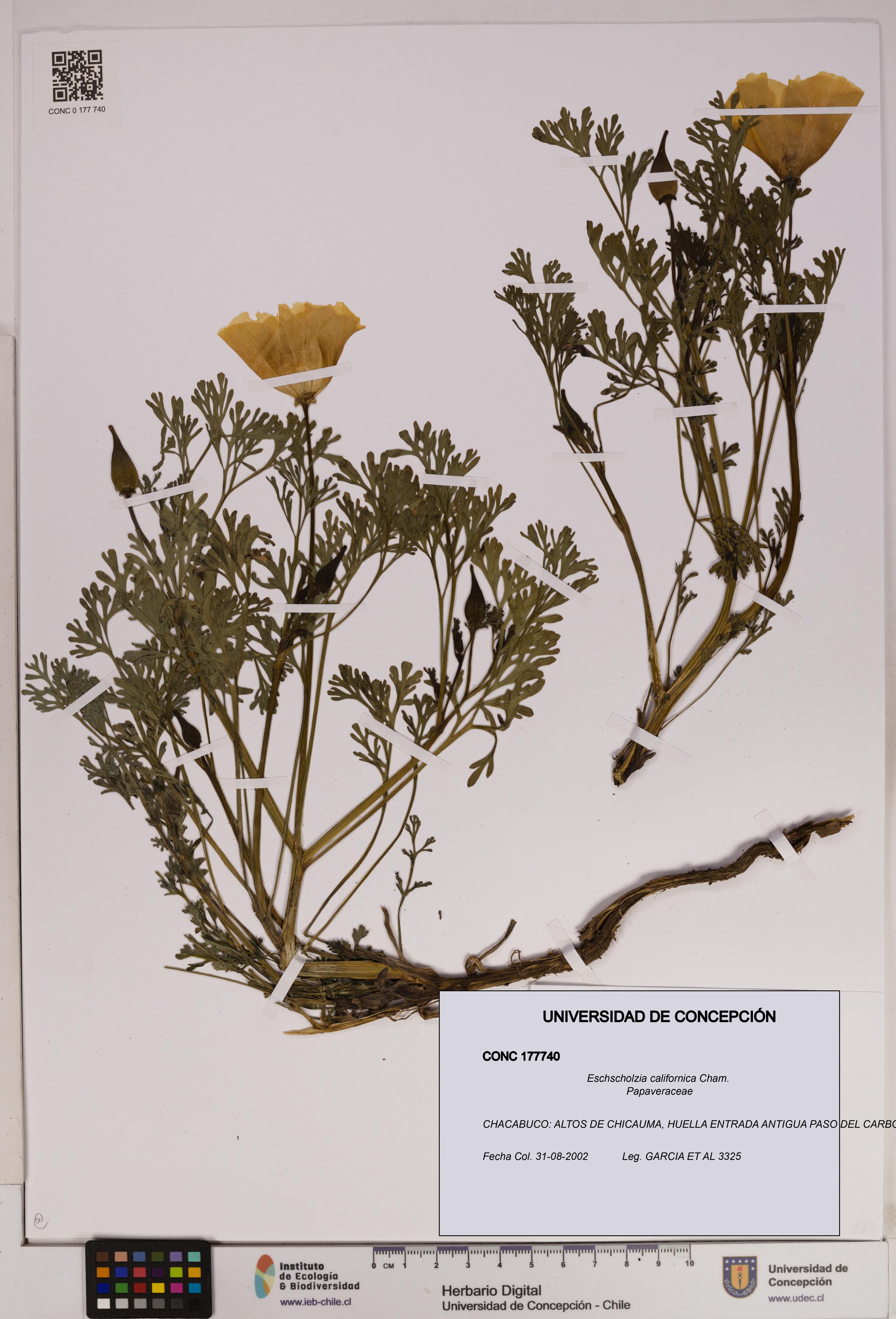 Eschscholzia californica [Espécimen: UDEC:CONC:0177740]