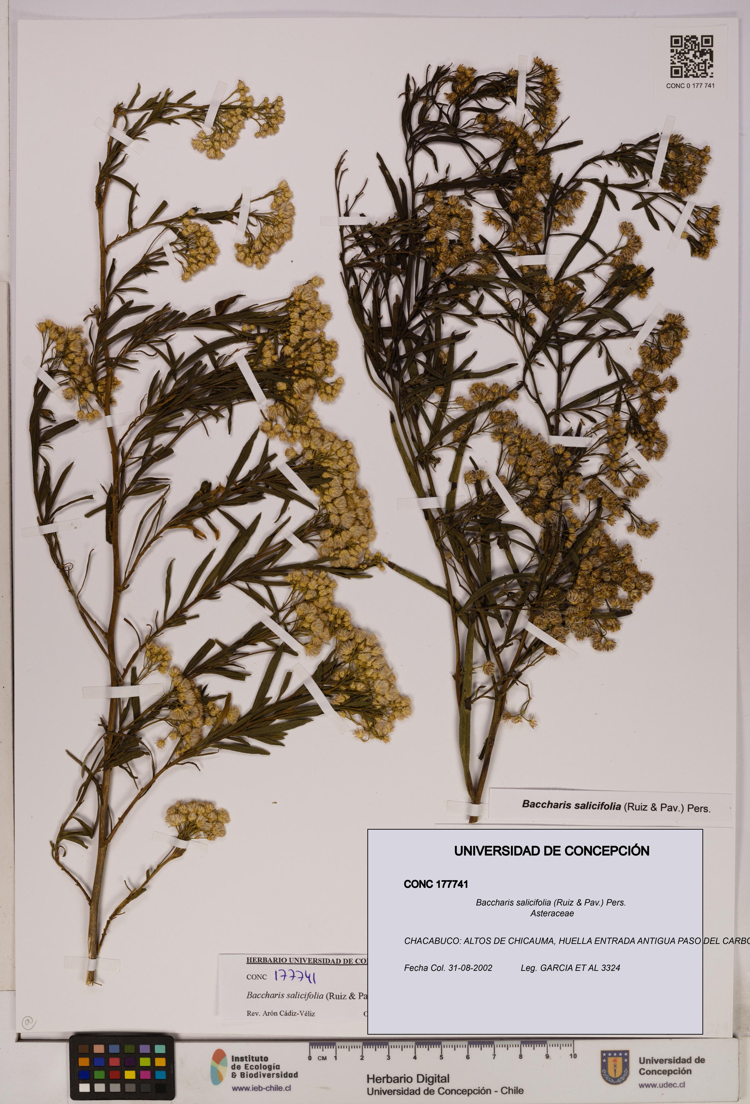 Baccharis salicifolia [Espécimen: UDEC:CONC:0177741]