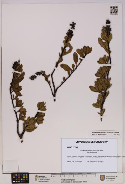Escallonia illinita [Espécimen: UDEC:CONC:0177742]
