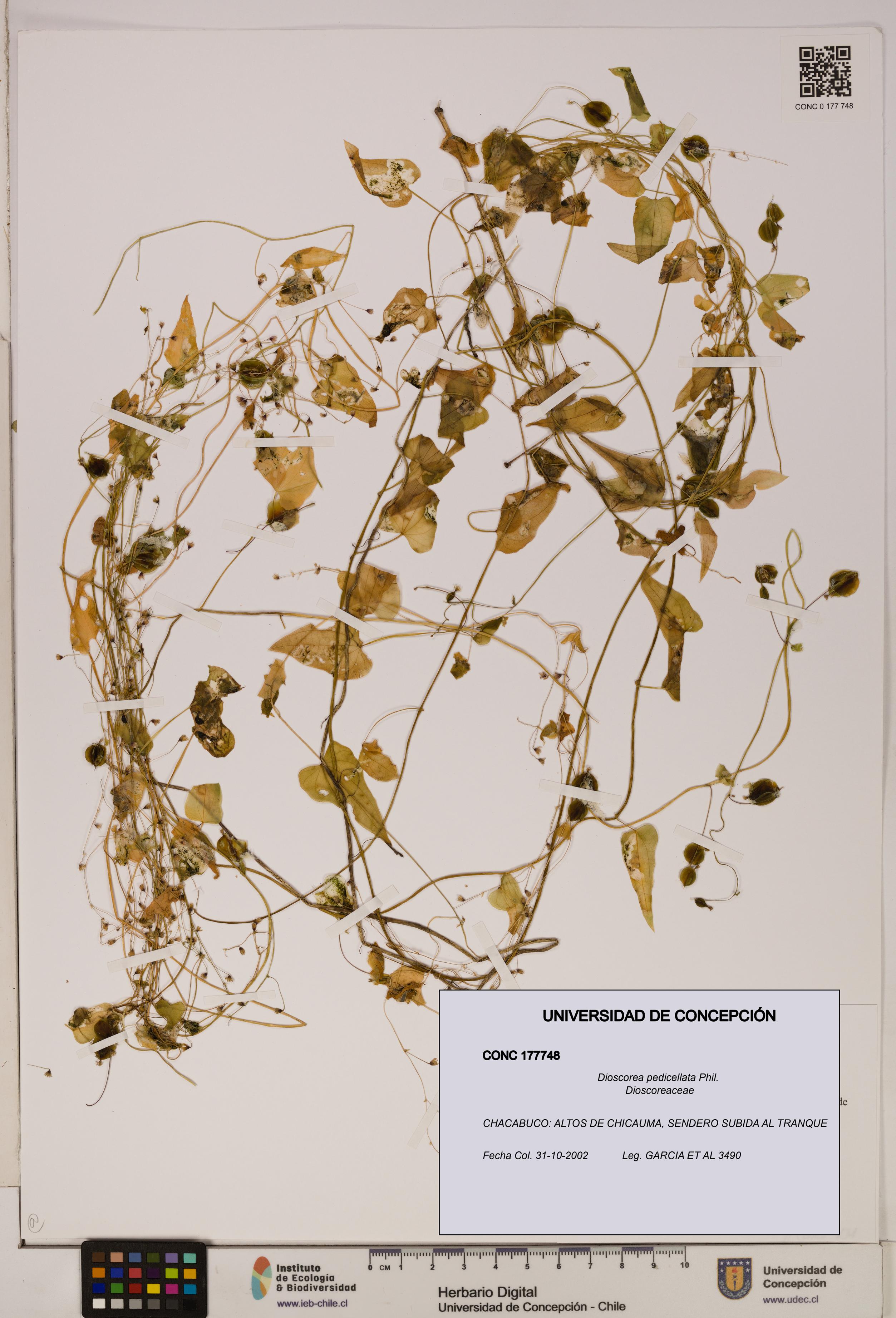 Dioscorea pedicellata [Espécimen: ]