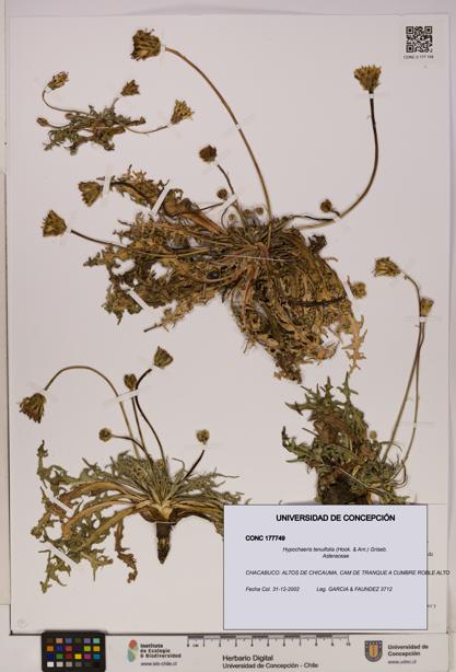 Hypochaeris tenuifolia [Espécimen: UDEC:CONC:0177749]