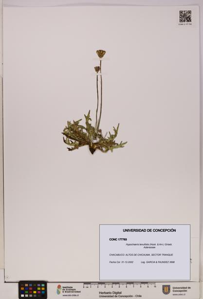Hypochaeris tenuifolia [Espécimen: UDEC:CONC:0177763]