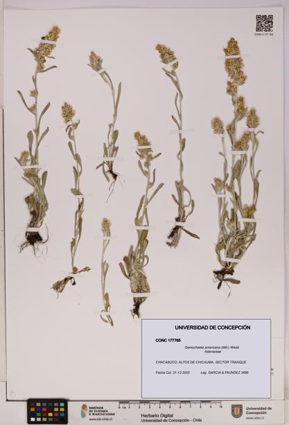 Gamochaeta americana [Espécimen: UDEC:CONC:0177765]