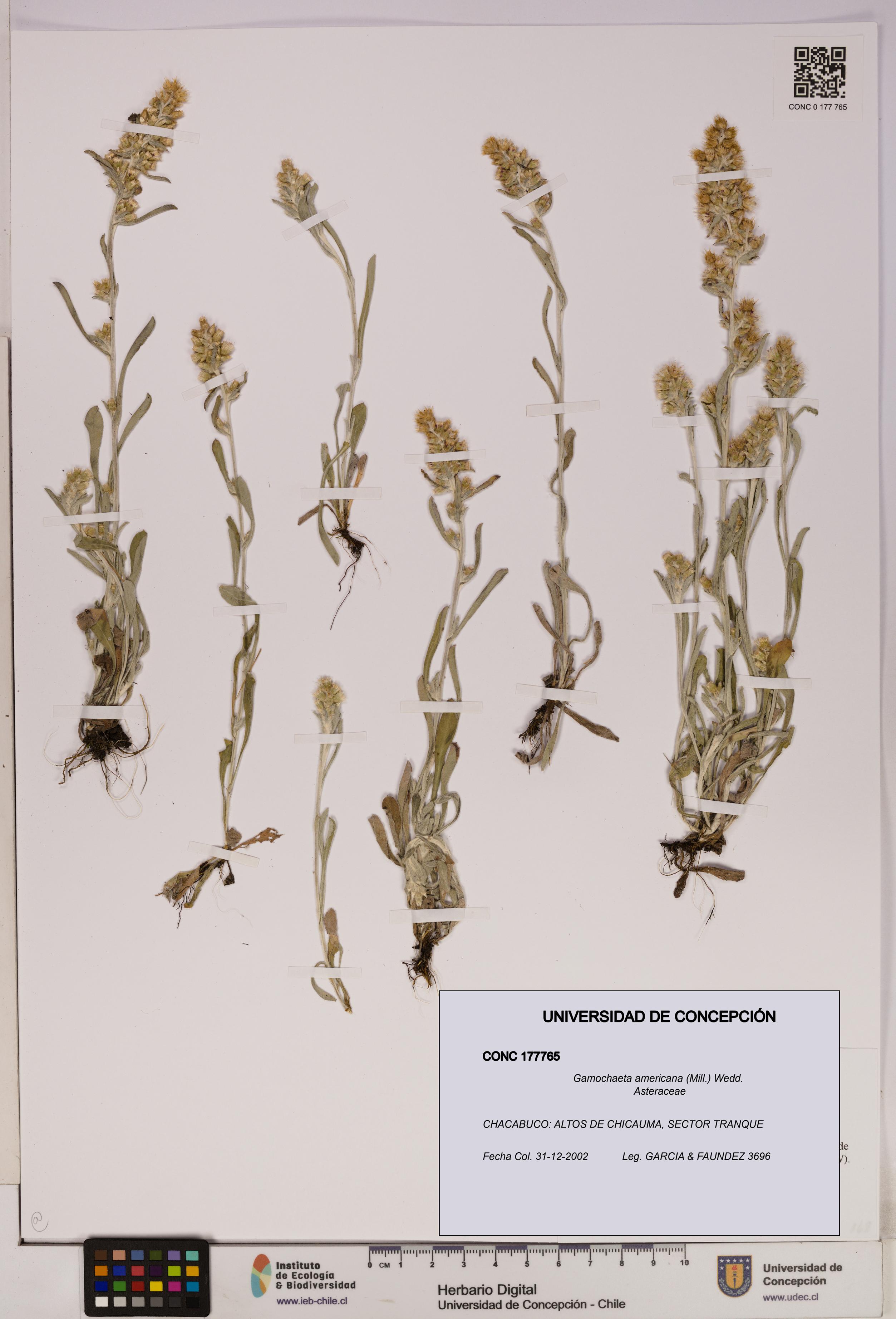 Gamochaeta americana [Espécimen: UDEC:CONC:0177765]