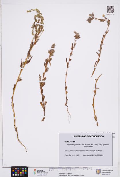 Cryptantha glomerata subsp. glomerata [Espécimen: ]