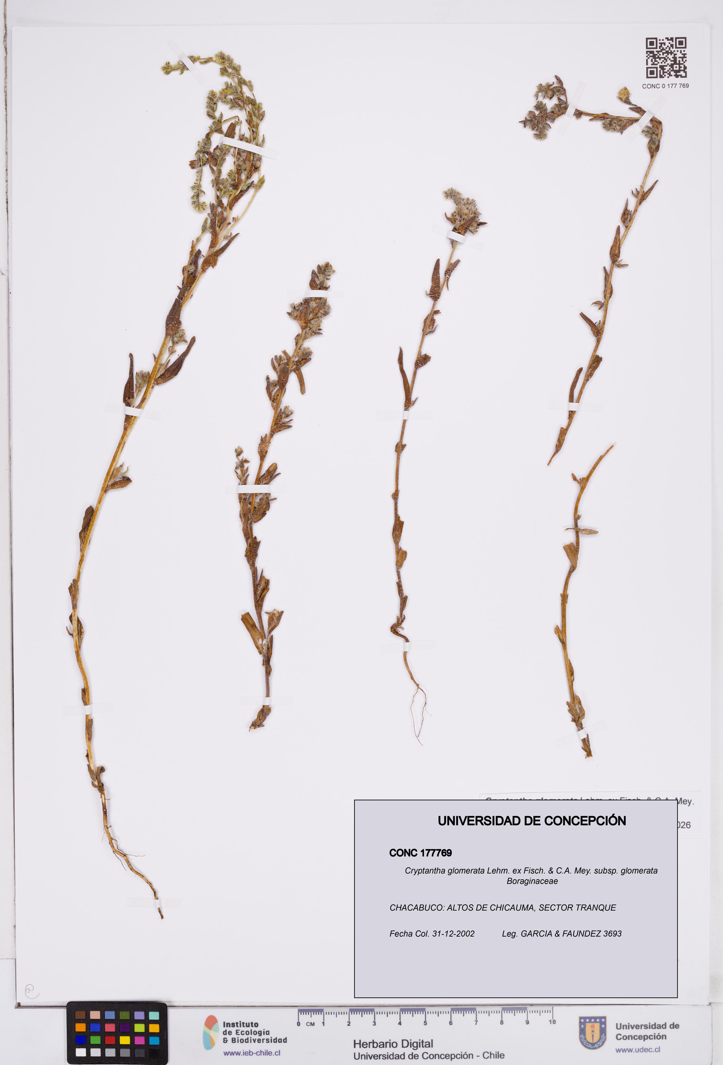 Cryptantha glomerata subsp. glomerata [Espécimen: ]