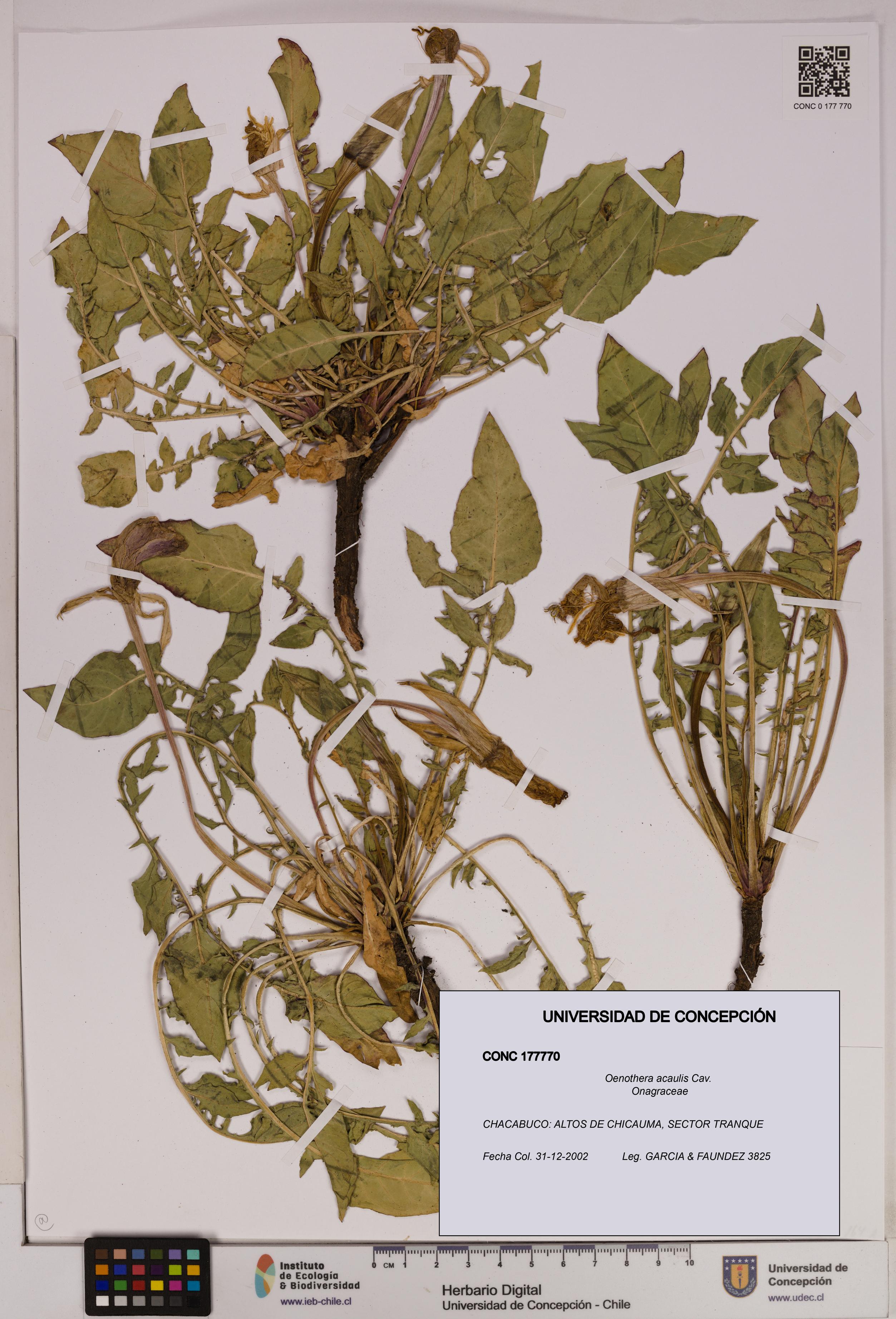 Oenothera acaulis [Espécimen: UDEC:CONC:0177770]