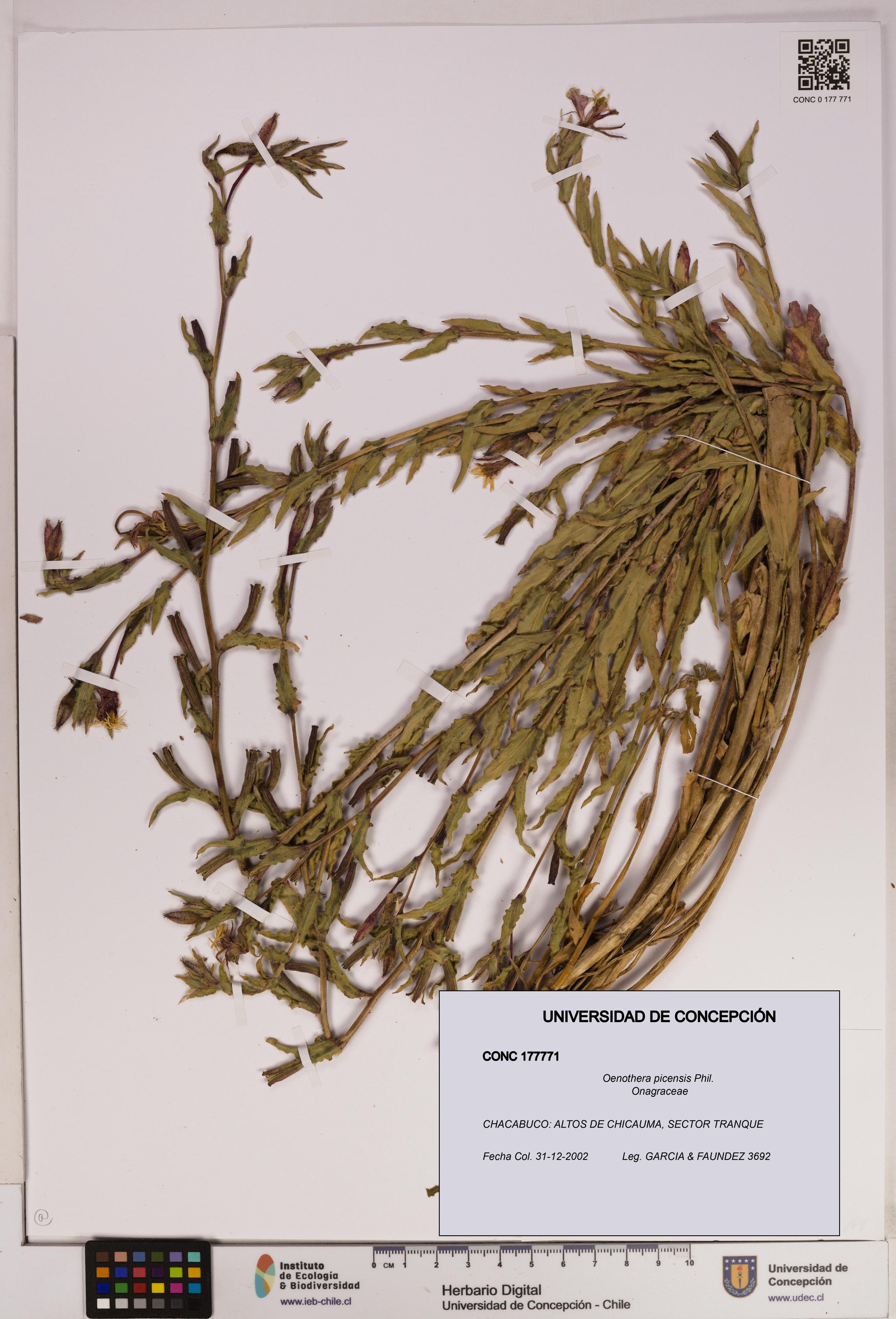 Oenothera picensis [Espécimen: UDEC:CONC:0177771]
