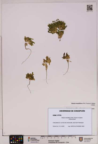 Boopis sessiliflora [Espécimen: UDEC:CONC:0177772]