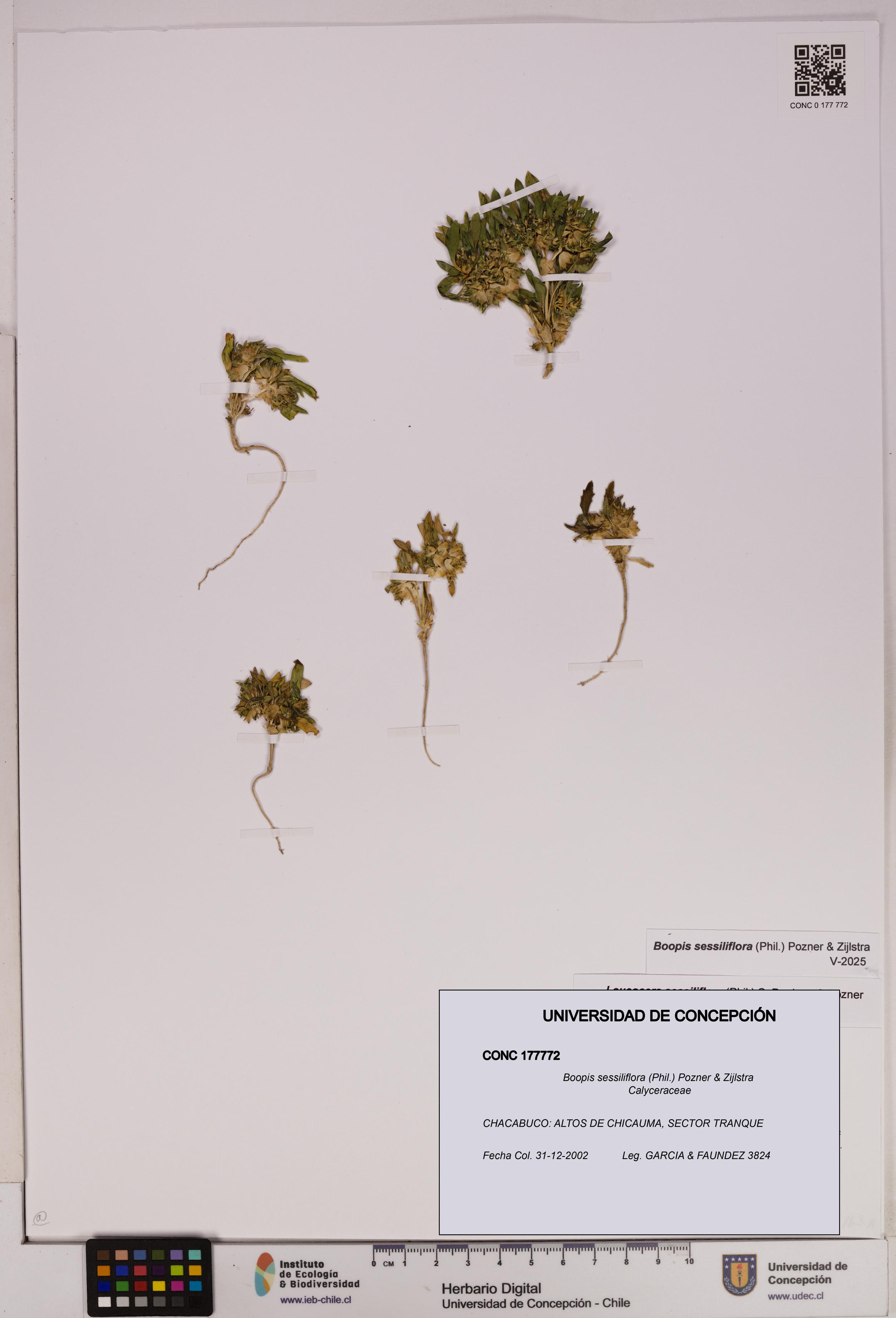 Boopis sessiliflora [Espécimen: UDEC:CONC:0177772]