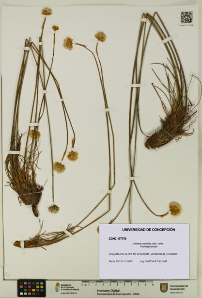 Armeria maritima [Espécimen: UDEC:CONC:0177779]