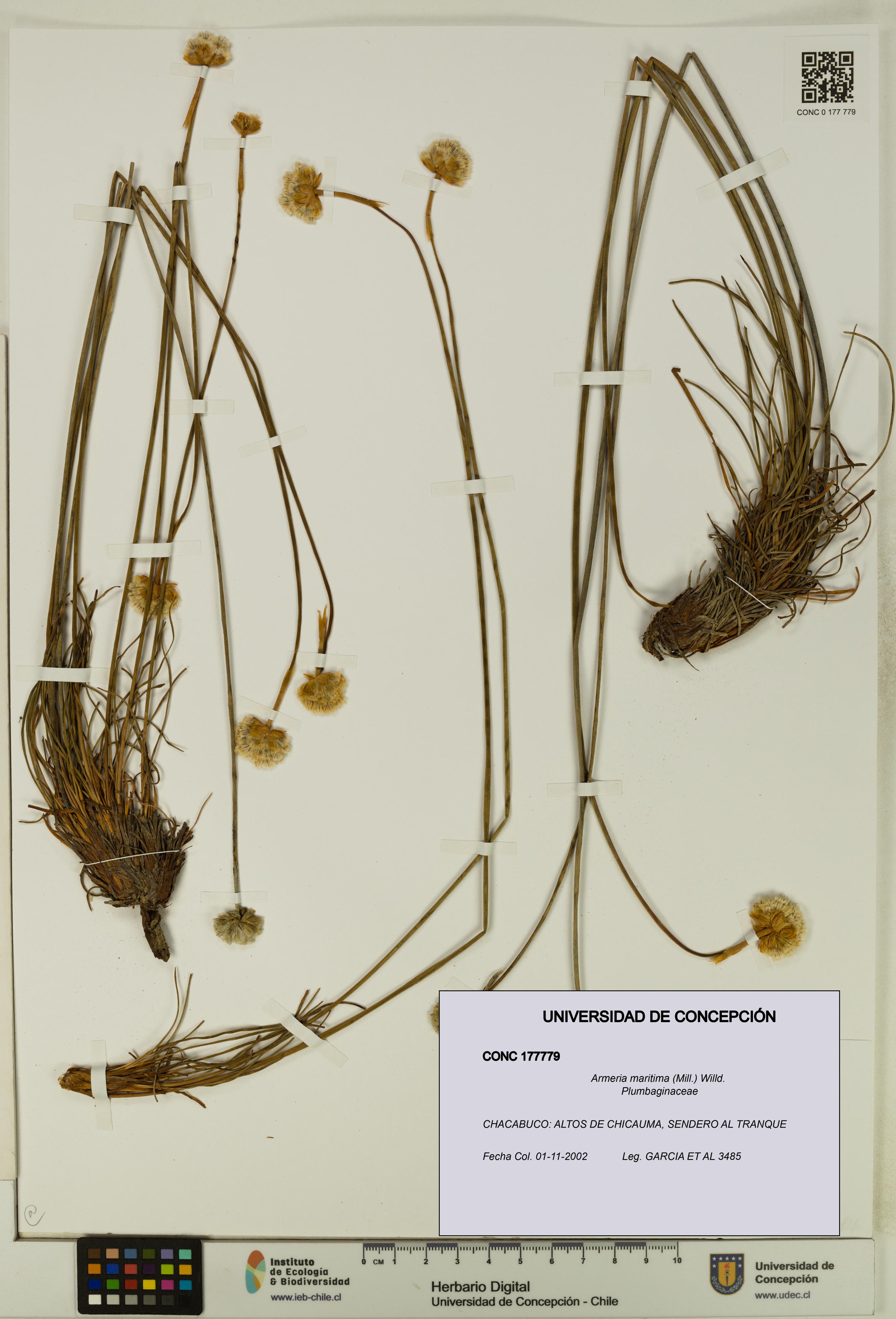 Armeria maritima [Espécimen: UDEC:CONC:0177779]