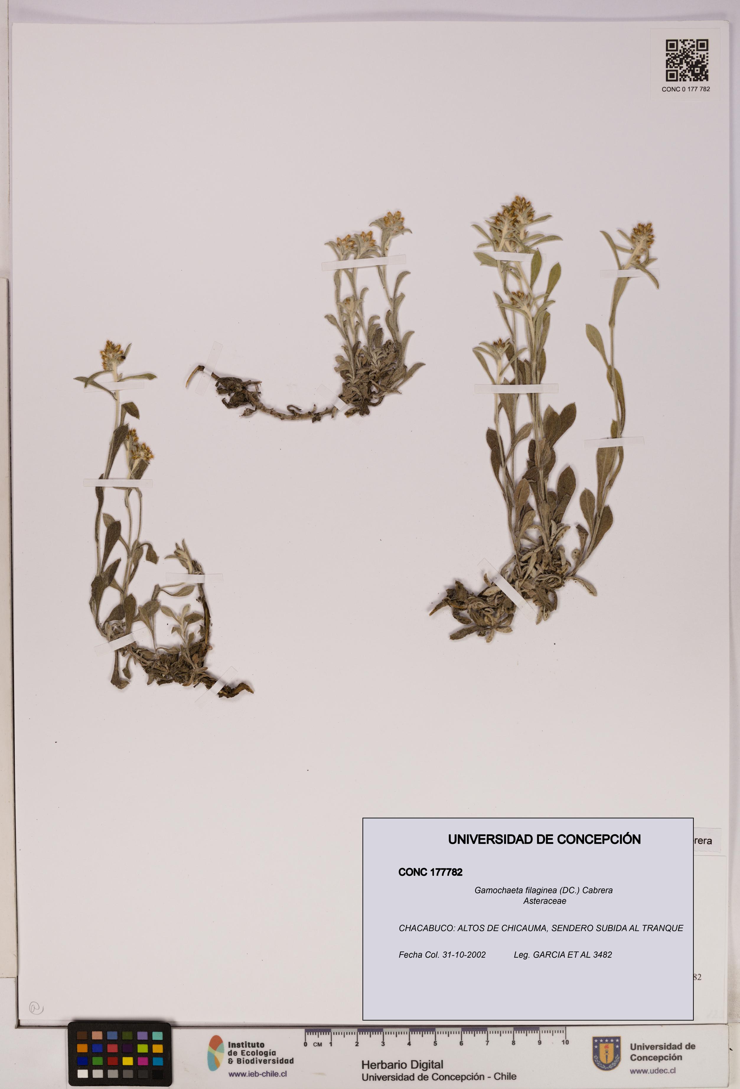 Gamochaeta filaginea [Espécimen: UDEC:CONC:0177782]