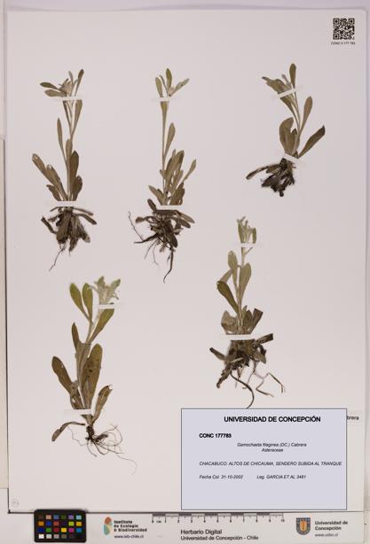 Gamochaeta filaginea [Espécimen: UDEC:CONC:0177783]