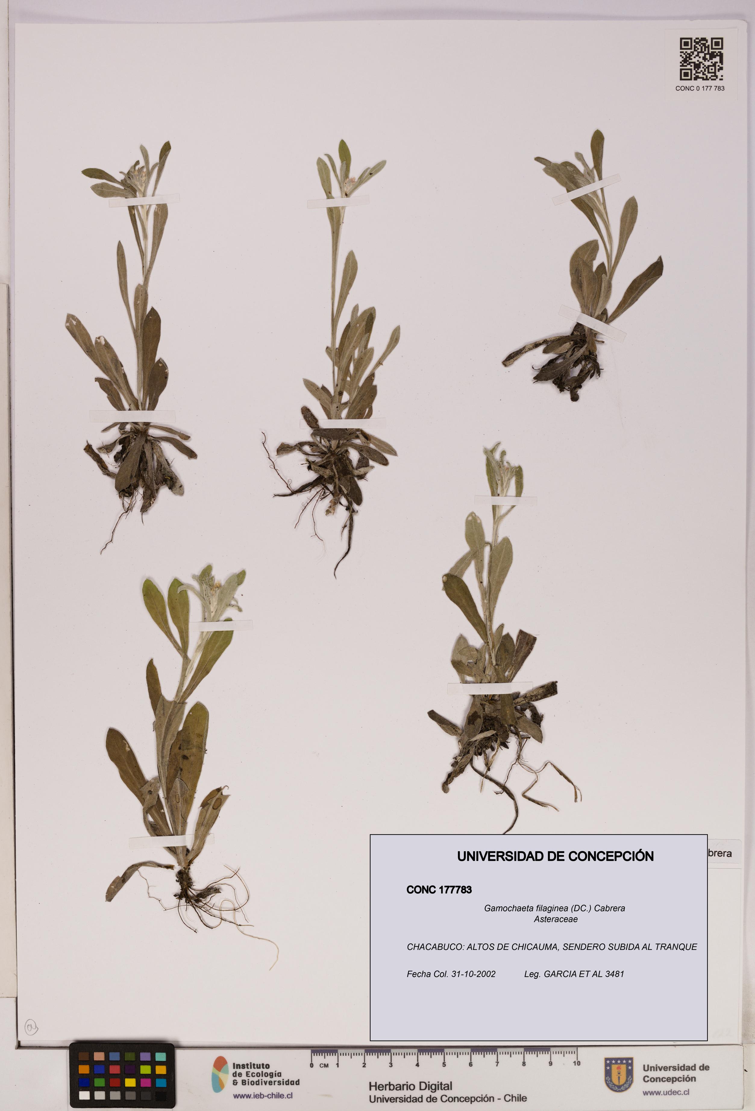 Gamochaeta filaginea [Espécimen: UDEC:CONC:0177783]