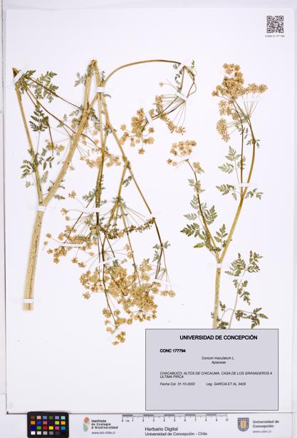 Conium maculatum [Espécimen: ]