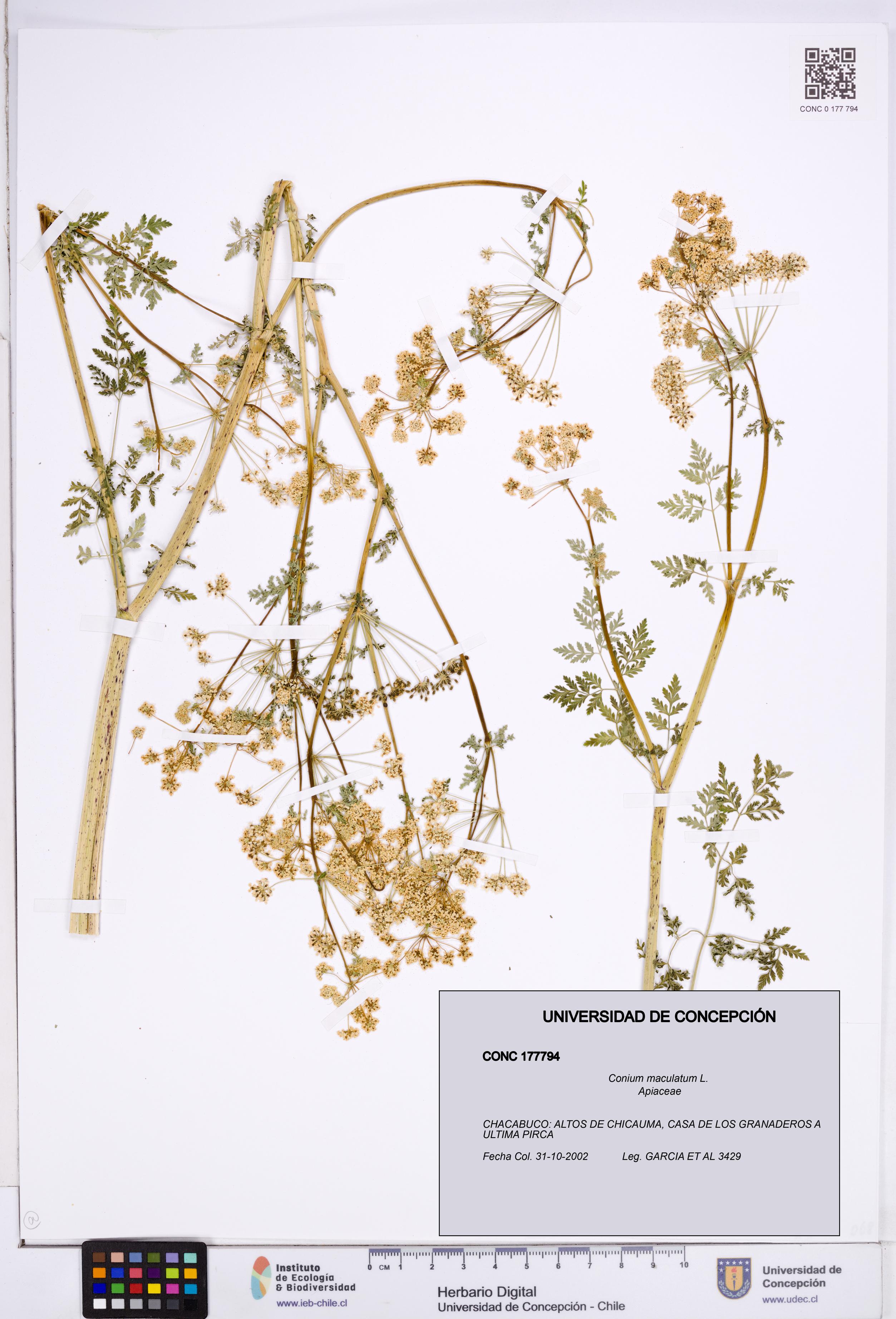 Conium maculatum [Espécimen: ]
