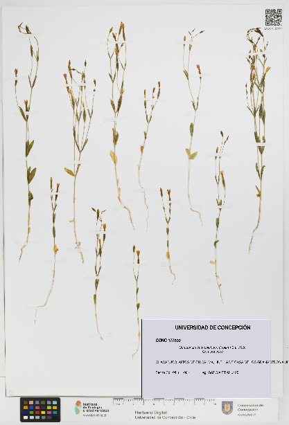 Centaurium cachanlahuen [Espécimen: UDEC:CONC:0177800]