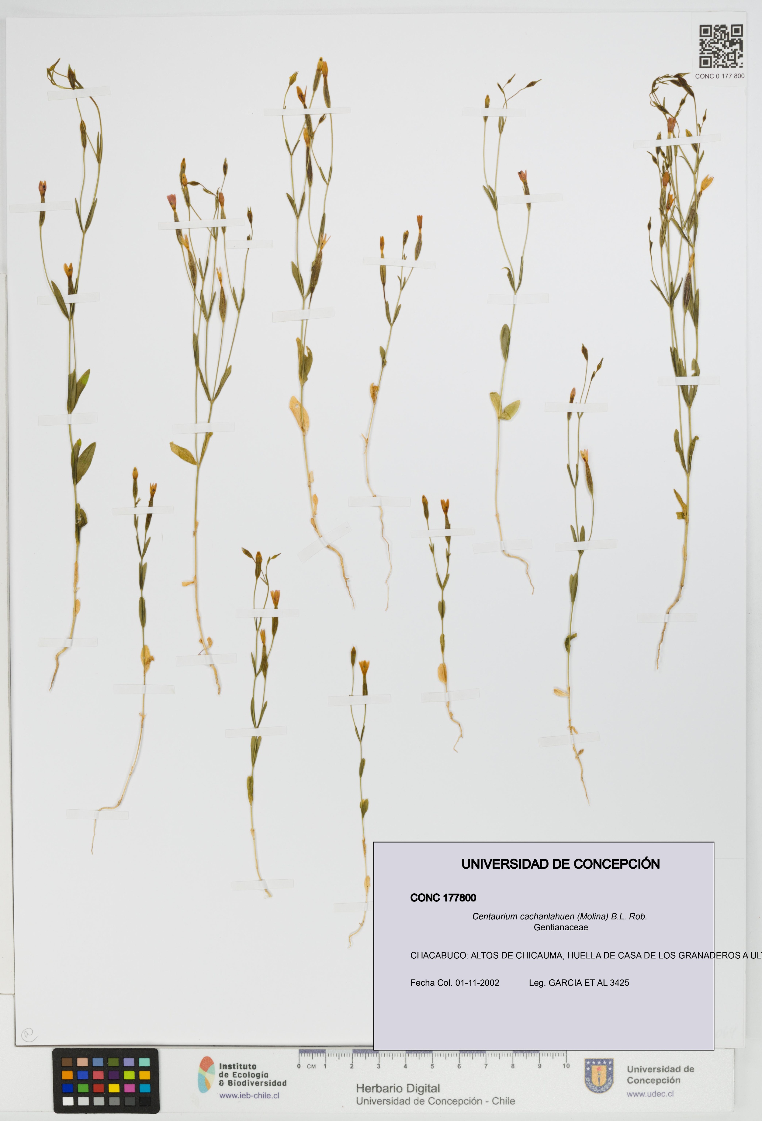Centaurium cachanlahuen [Espécimen: UDEC:CONC:0177800]