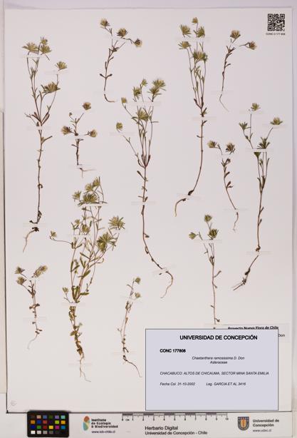 Chaetanthera ramosissima [Espécimen: UDEC:CONC:0177808]