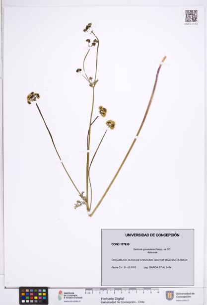 Sanicula graveolens [Espécimen: ]