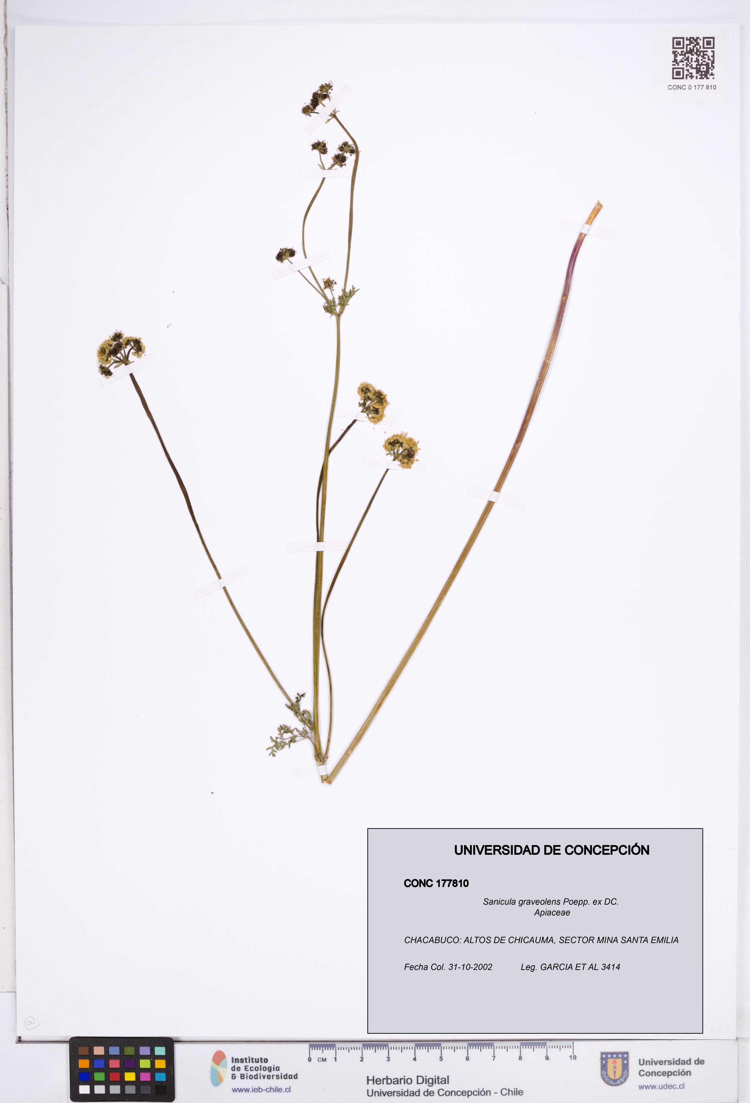 Sanicula graveolens [Espécimen: ]