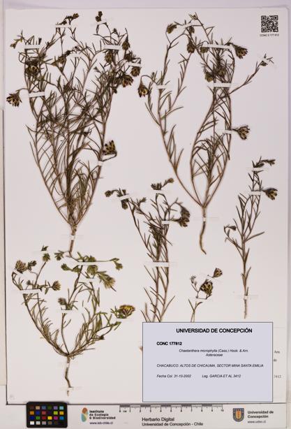 Chaetanthera microphylla [Espécimen: UDEC:CONC:0177812]