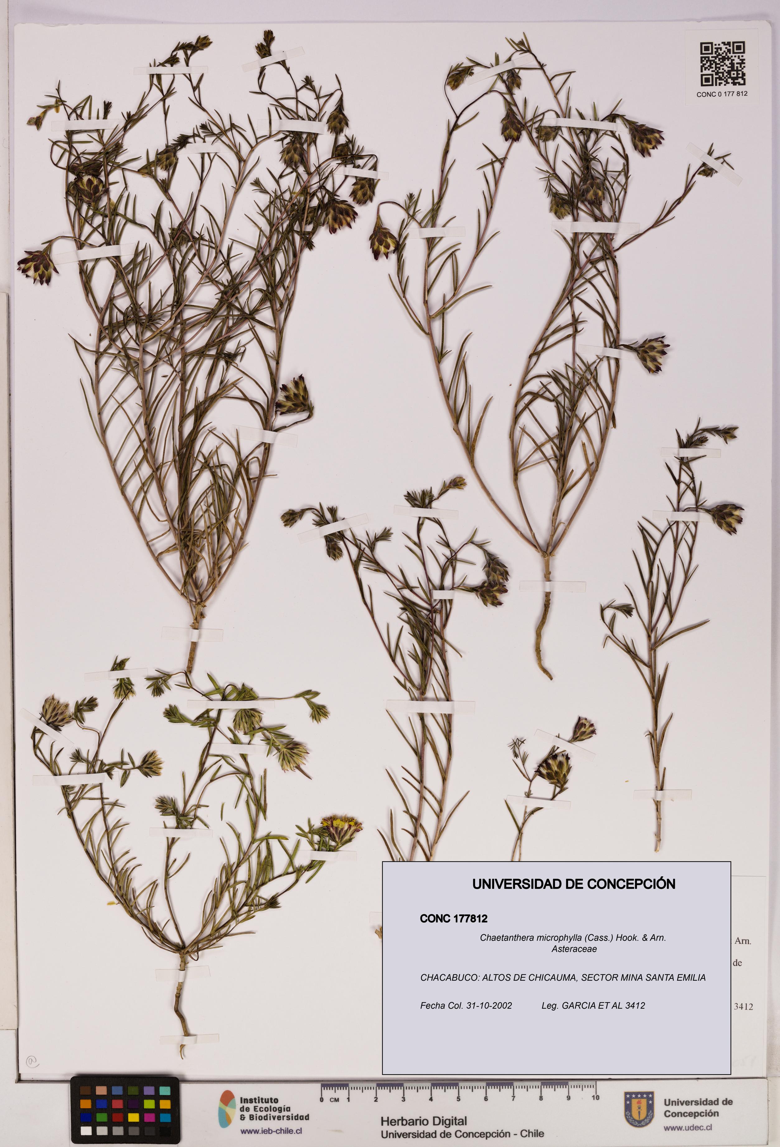 Chaetanthera microphylla [Espécimen: UDEC:CONC:0177812]